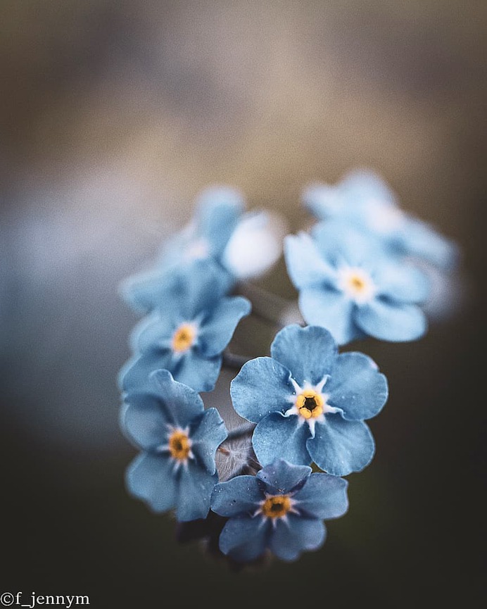 Flowers of Sweden: Beautiful Flowers Pictures by Jenny Mårtensson