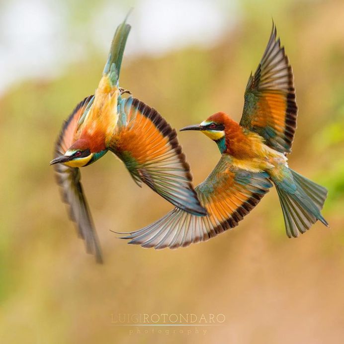 #bestbirdshots: Magnificent Bird Photography by Luigi Rotondaro