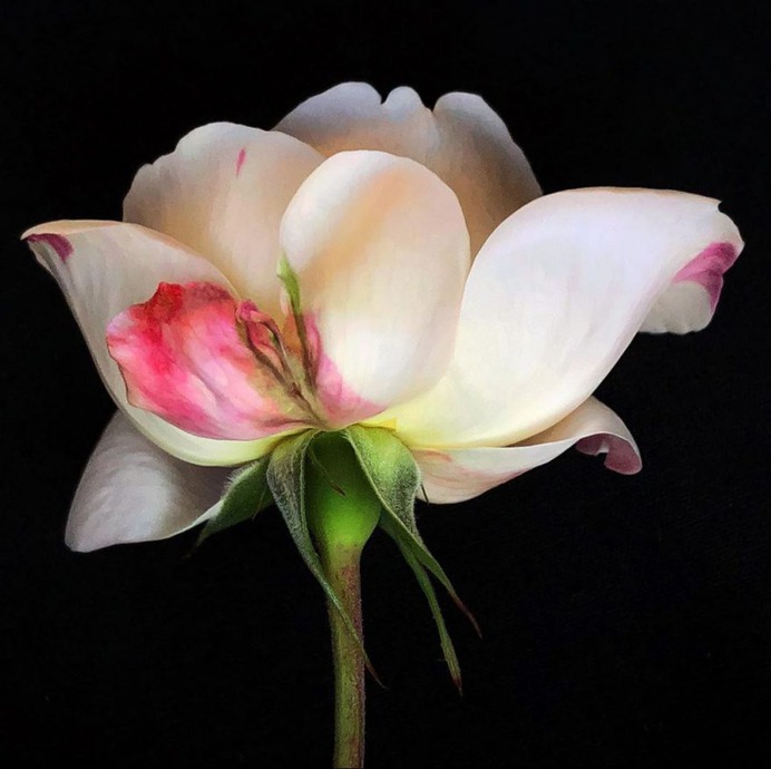 Fascinated iPhone Photos of Flowers by Barbara Nebel