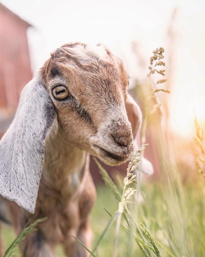 Animal Rights Photography: Sammantha Fisher Captures Amazing Animal Portraits