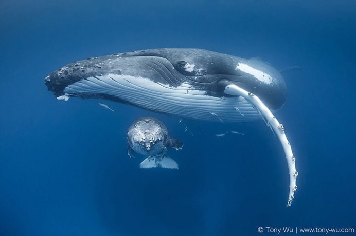 Absolutely Incredible Underwater Photography by Tony Wu