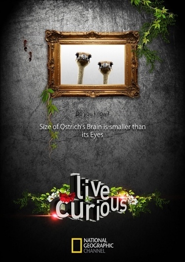 National Geographic - Live Curious on the Behance Network #live #pakistan #taha #print #typography #curious #poster #new