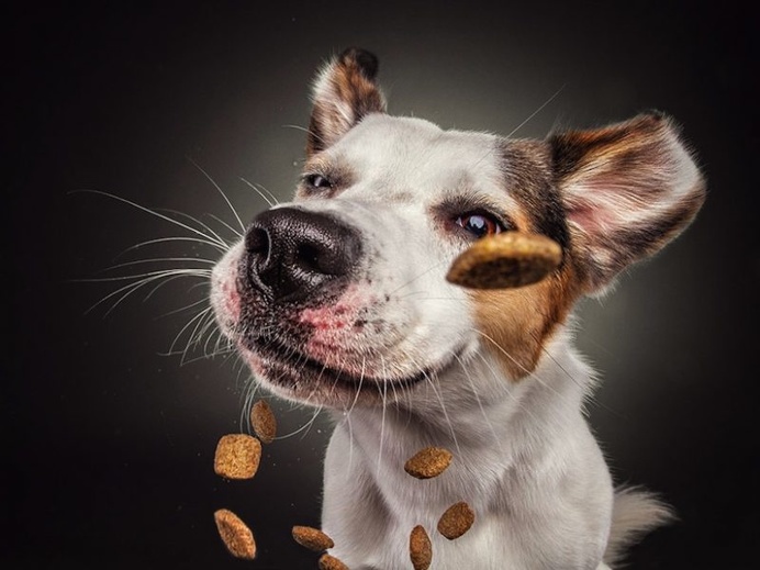 Christian Vieler Captures Hilarious Portraits of Dogs Catching Treats