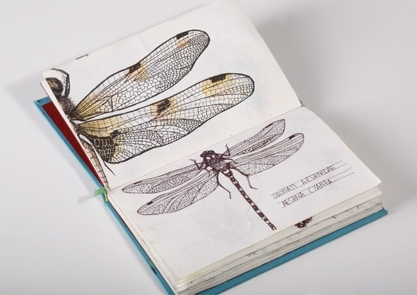 Le mond des insectes / ESAG Penninghen, Paris on the Behance Network #insect #drawings