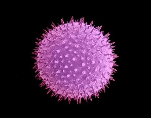 Microscopic Nature – Fubiz™ #micro