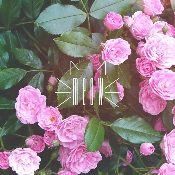 just meow. #meow #pink #rose #design #graphic #cat #pretty #kitty #flowers