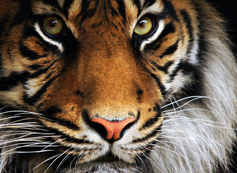 Mylo Xyloto #tiger