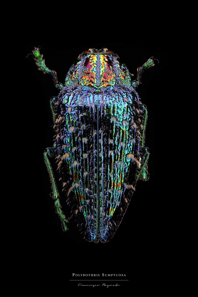 Entomology: Macro Portraits of Insects by Francesco Bagnato