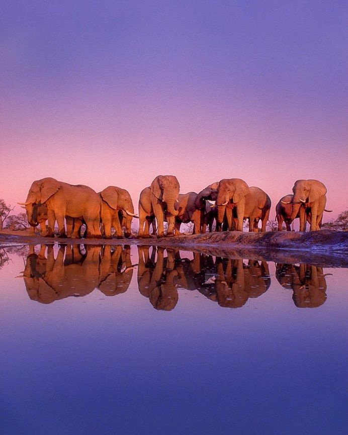 From the Amazon to Antarctica: WIldlife Photography by Frans Lanting