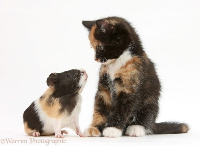 Mark Taylor Captures Hilarious Photos Of Pets Sharing The Same Colors