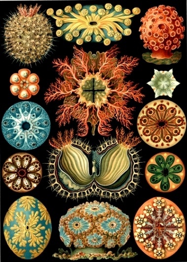 haekel-28.jpg (Immagine JPEG, 400x559 pixel) #illustration #scientific #vintage