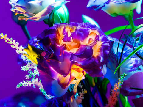 Torkil Gudnason | PICDIT #photo #color #photography #art #flowers
