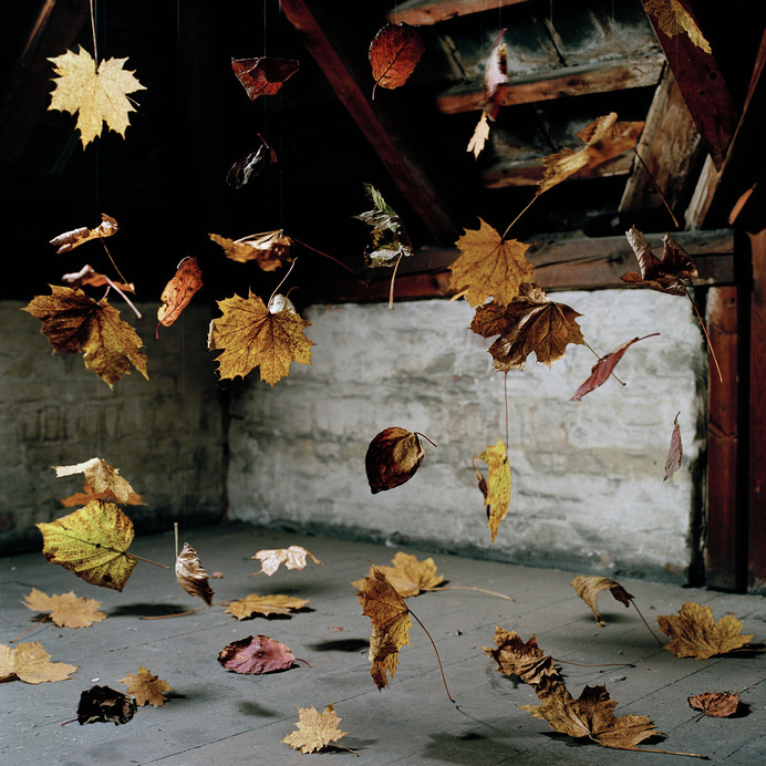 Autumn leaves hanging by invisible thread #photography #art #installation