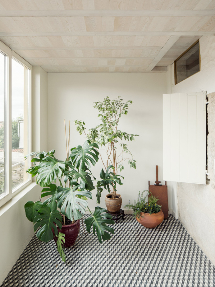 #interior #plants