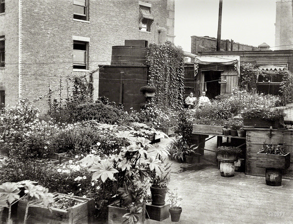Shorpy Historical Photo Archive :: Urban Eden: 1908 #urban #garden