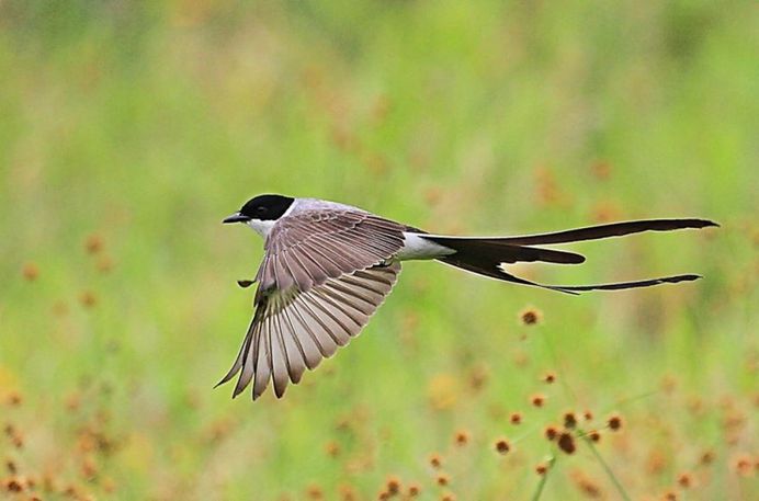 #planetbirds: Incredible Bird Photography by Lindolfo Vieira Souto