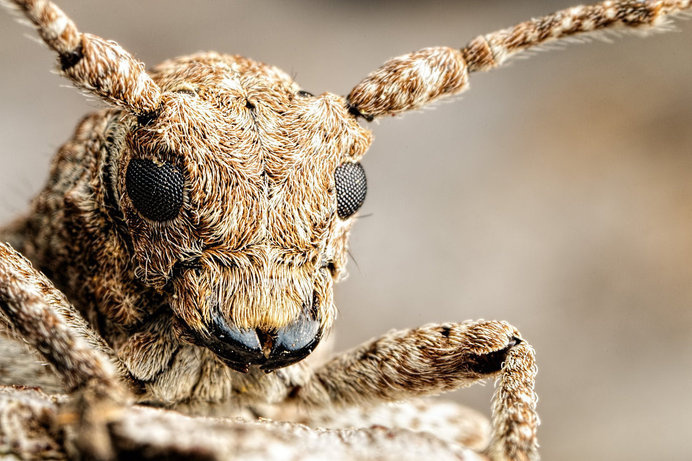 Incredible close-up Macro Photography of Insects by Dalentech #macro photography #insects photography #animal photography