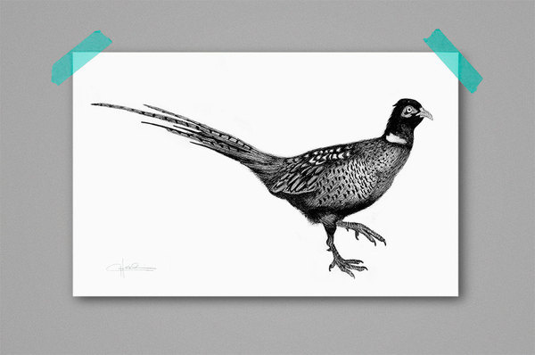 High Tops by Cecilia Hedin | Lovely Life #washi #bird #illustration #tops #high #pheasant