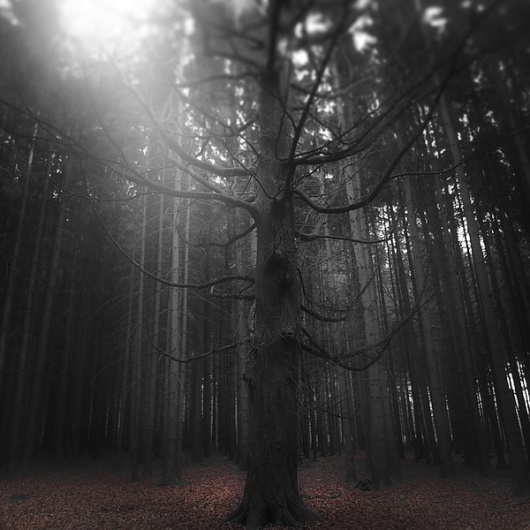 Forest on the Behance Network #forest #photography #fog
