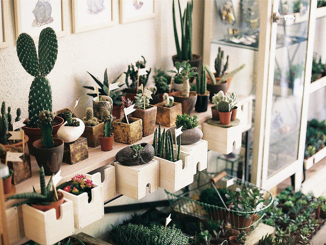 cactus garden