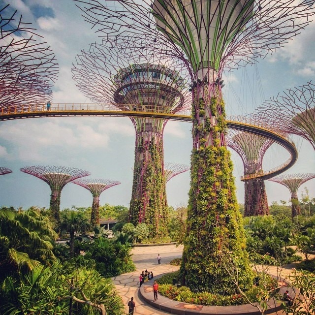 Jan Kloke - Marina Bay Singapore, Supertree Grove Gardens by the Bay #urban #bay #modern #futuristic #by #the #gardens #future #marina #architecture #sands #singapore #jungle
