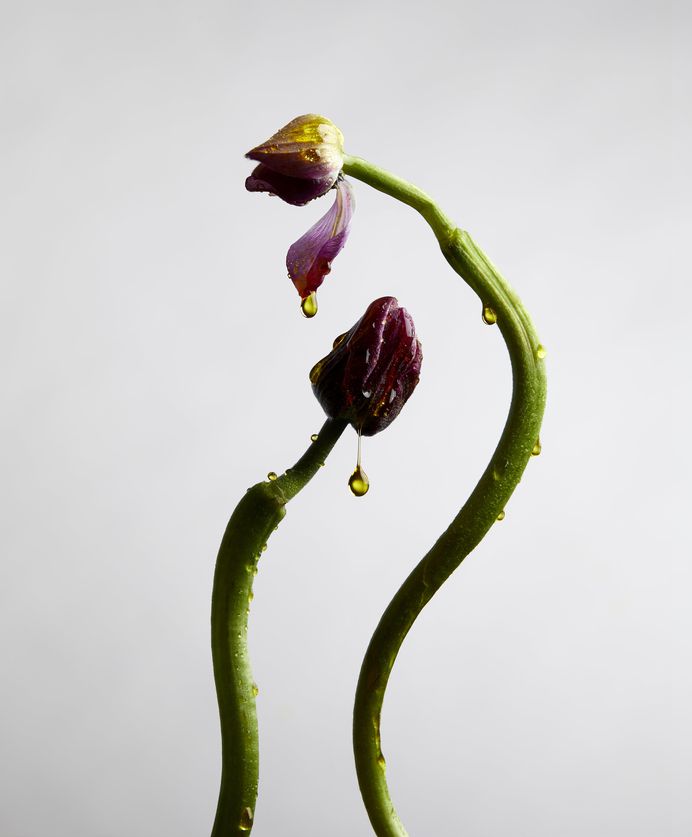TMagazine Floral flowers still life