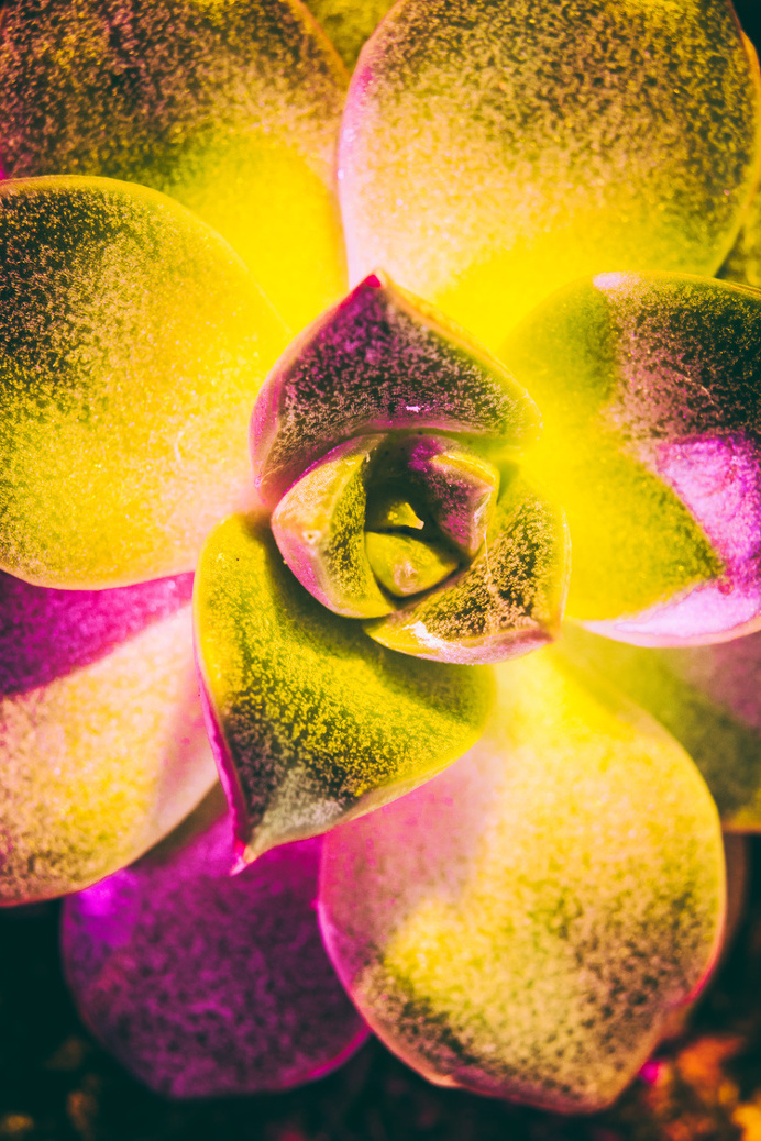macro cacti