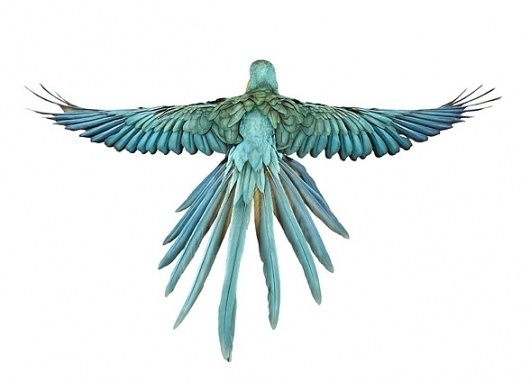 Andrew Zuckerman 'Bird' Series | Trendland: Fashion Blog & Trend Magazine #zuckerman #andrew