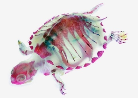 Sweet Station #turtle #color #xray
