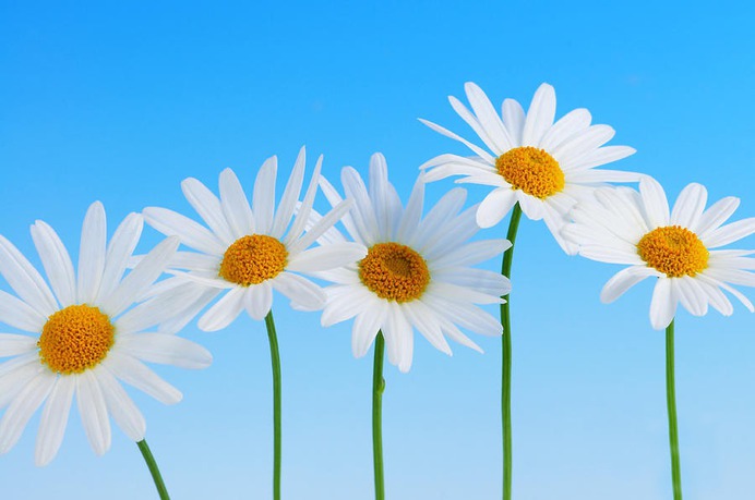 daisy painting & daisy paint by number #painting