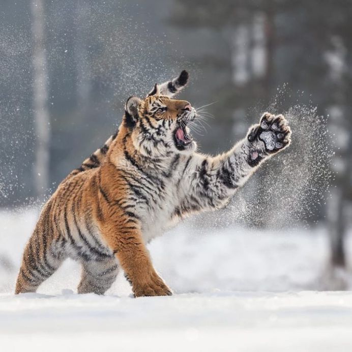 Breathtaking Close-Up Portraits of Wild Animals by Ina Schieferdecker