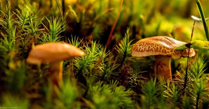 #nature#outdoors#photography#mashrooms#green
