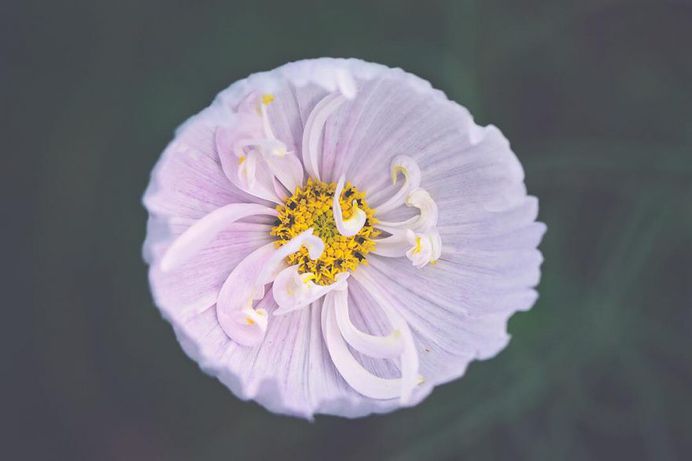 Beautiful Close-Up Flowers Pictures by Lisa Briand