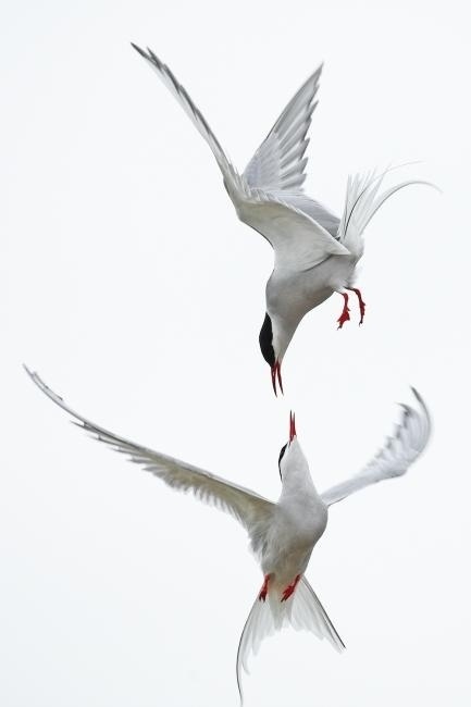 Merde! - Photography (Arctic Terns, viaÂ fat-birds) #photography