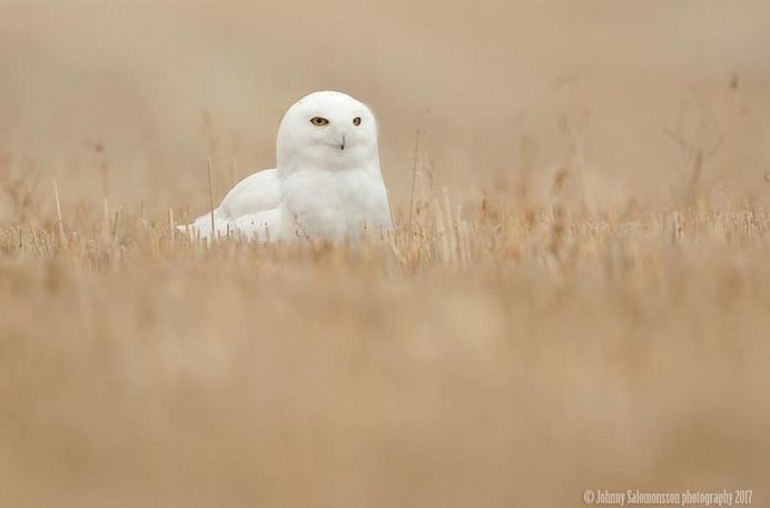 Majestic Photographs of Owls by Johnny Salomonsson