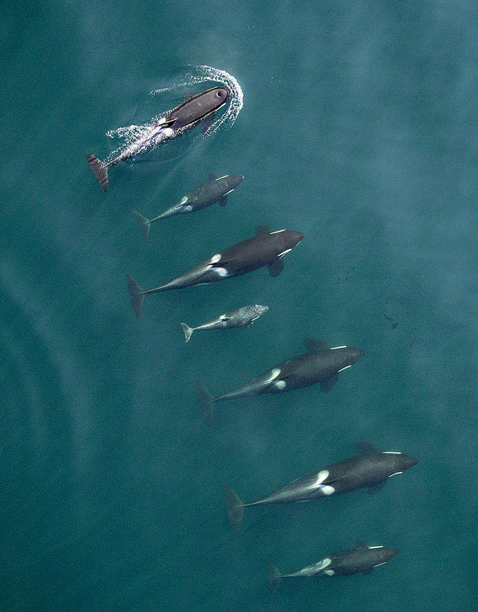 Puget Sound's killer whales looking good