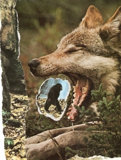 TIM KARLSSON #monkey #ape #nature #wolf #animals #collage