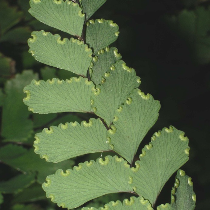 https://upload.wikimedia.org/wikipedia/commons/7/7b/Adiantum_cunninghamii.jpg