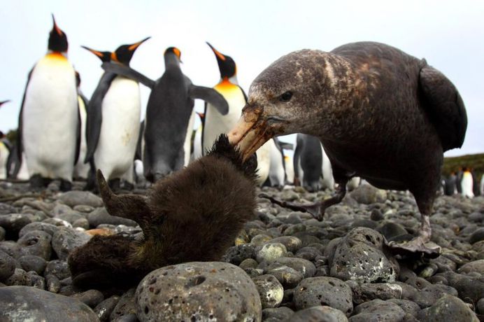 Chris Oosthuizen also won the dynamic ecosystems category for this photo of a southern giant petrel preying on a young king penguin chick