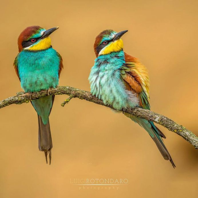 #bestbirdshots: Magnificent Bird Photography by Luigi Rotondaro