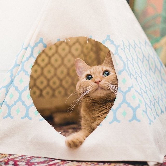 Royal Printed Cat Teepee #tech #flow #gadget #gift #ideas #cool