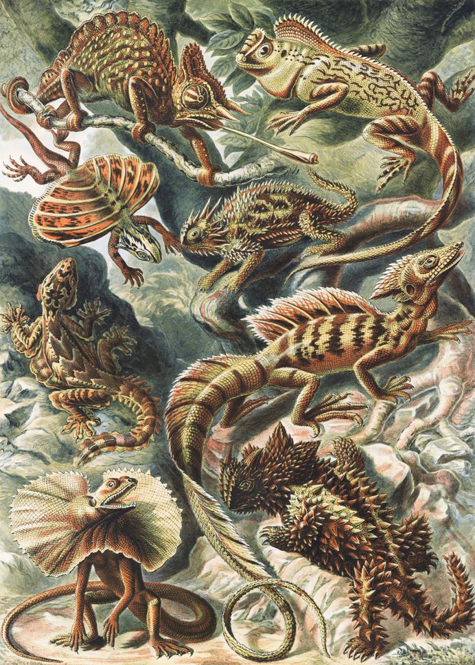 "Lacertilia Eidechlen" Poster Print on metal by Sam Kal