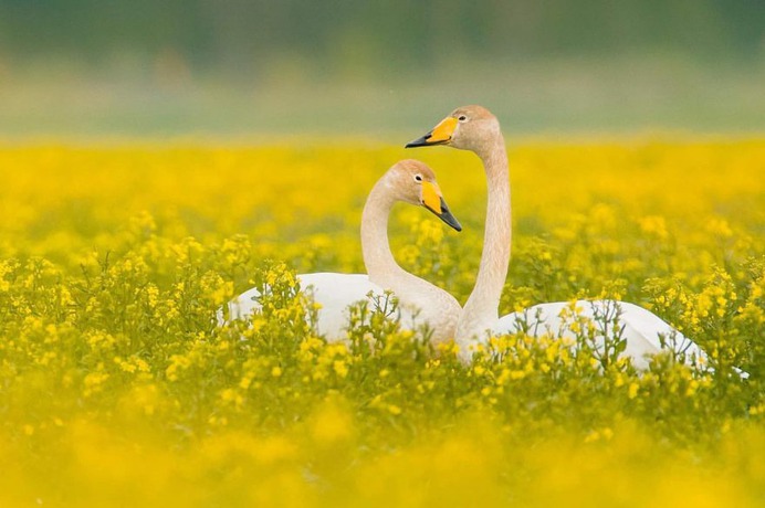 Brilliant Birds Photography by Jonas Classon