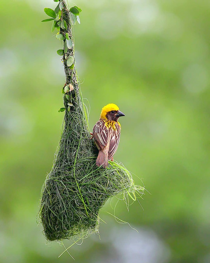 Birds of India: Beautiful Bird Photography by Raj Shelke