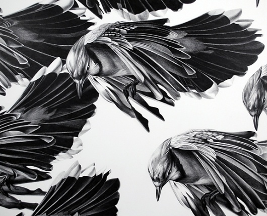 Christina Empedocles #birds
