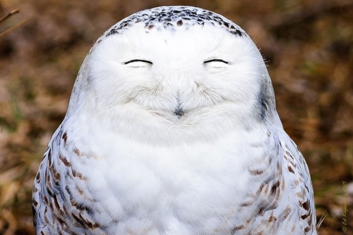 Hilarious Finalists of The Comedy Wildlife Photography Awards 2016