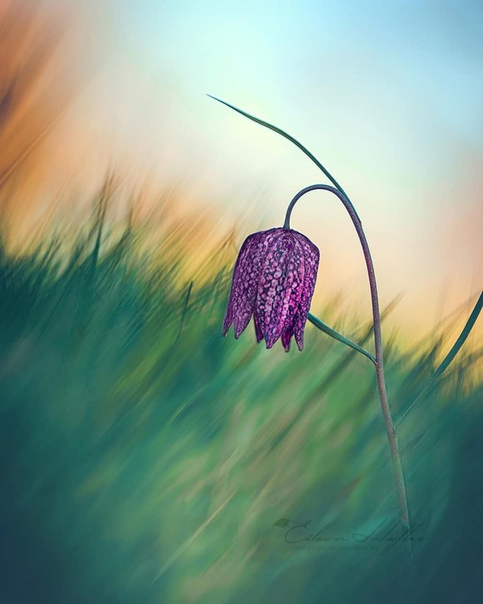 #flora_addict: Magical Flowers Photography by Eileen Hafke