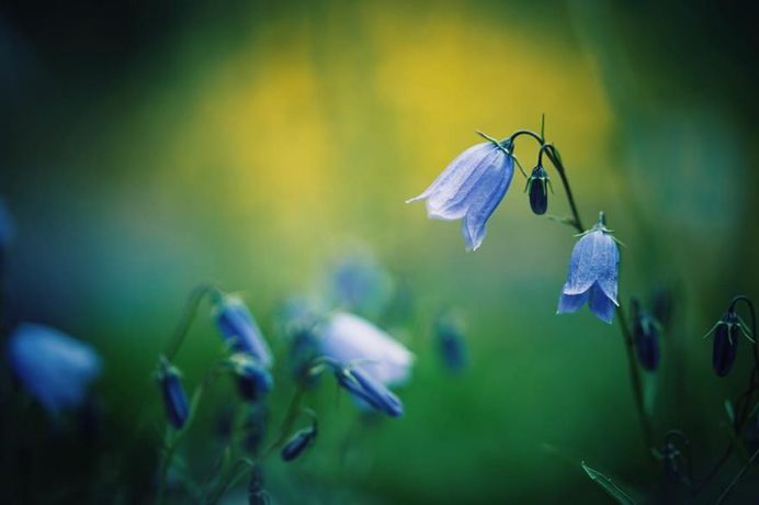 #floral_shots: Beautiful Macro Flower Photography by Christian Mu