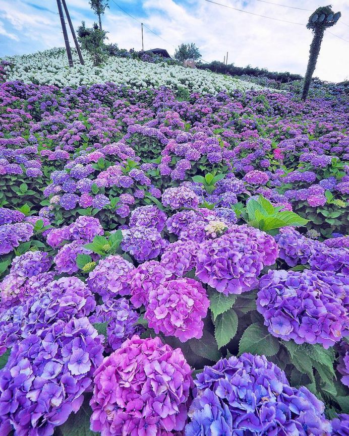 Fabulous and Colorful Flower Photography by Tatsuya Kurisu