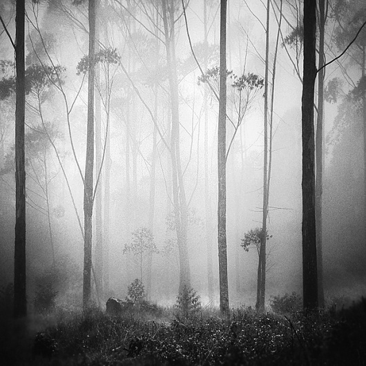 ForestDream, photography by Hengki Koentjoro #forest